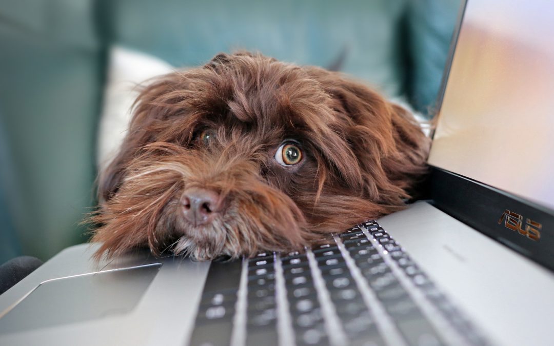 Les meilleures imprimantes pour le télétravail